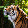 sunderban-tiger-menu.png